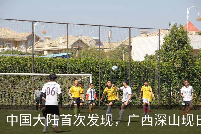 中国大陆首次发现，广西深山现"日本独有兰"，来源至今难解