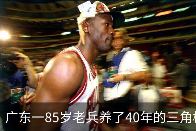 广东一85岁老兵养了40年的三角梅“火了”，开成“浪漫花屋”，网友：看哭了